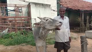 Young Hallikar Male calf Future Studbull of Senior Farmer Ramegowda Bannur [upl. by Dlorej86]