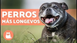 RAZAS de PERROS que VIVEN más AÑOS🐶 TOP 10 [upl. by Ynneh]