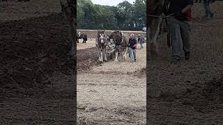 Traditional Horse Ploughing at the Forest of Arden Ploughing Match Sunday 15th September 2024 [upl. by Nonnelg]