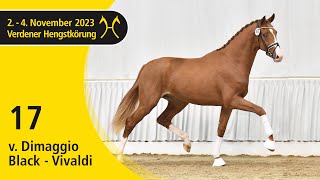 Verden Stallion Licensing 2023  Dressage  Nov 24  No 17 Stallion by Dimaggio Black  Vivaldi [upl. by Nolla747]