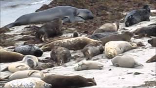 Harbor Seal Weaner vs Elephant Seal Bull [upl. by Htebi926]