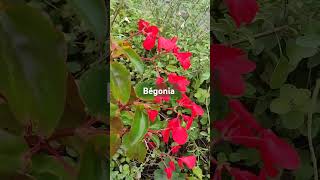 begonia shortvideo nature sosomleng [upl. by Ajssatsan]