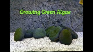 How To Grow Green Algae in Your Aquarium if you want it [upl. by Gayleen455]