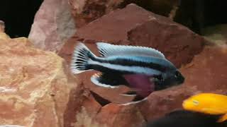 Melanochromis Chipokae Malawi Mbuna [upl. by Ilellan380]