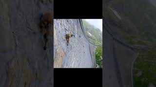 Rock Sheep Climbing to the Top 動物世界 Rock Sheep 2024 [upl. by Gurl]