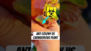 Ant Colony vs Carnivorous Plant cephalotus [upl. by Notkcorb]