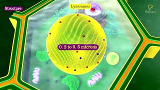 Practicallys Concepts  Lysosomes  LearnPractically [upl. by Lough236]