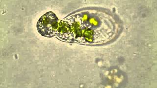 Peranema  Ingestion of chloroplasts [upl. by Ashleigh572]