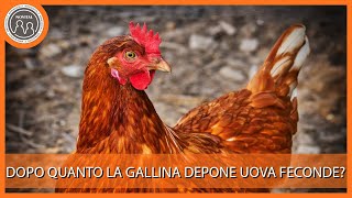 Dopo quanto tempo dallaccoppiamento la gallina depone uova feconde Pillole di Avicoltura [upl. by Tlevesoor668]