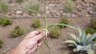 Weed Management For Landscapes  Yellow Nutsedge [upl. by Bartlett]