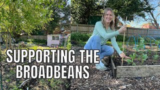 SUPPORTING BROADBEANS THE EASY WAY  ALLOTMENT GARDENING FOR BEGINNERS [upl. by Essilem796]