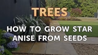 How to Grow Star Anise From Seeds [upl. by Mitman371]