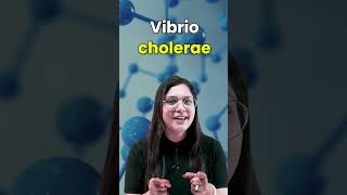 Vibrio Cholerae Causes Symptoms Prevention and Diagnosis neet garimagoel vibrio cholerae [upl. by Etteloc983]