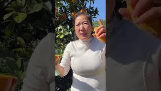 Sisters Yingzis Gannan navel oranges are expected to be sold for about 10 days Sisters who li [upl. by Anahsal]