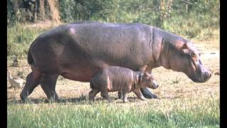 Sa invatam animalele  Part 2 Animalele salbaticewmv [upl. by Mandel]