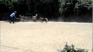 Australian Shepherd Herding Sheep [upl. by Enomas719]