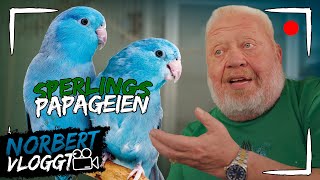 SPERLINGSPAPAGEI  NORBERT VLOGGT  Zoo Zajac [upl. by Hyde332]