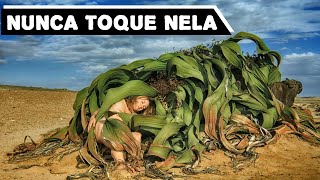 Nunca Toque Em uma Welwitschia Mirabilis Descubra Porque [upl. by Jedthus585]