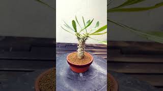 Pachypodium Densiflorum cactus bonsai suculentas crassula fyp parati [upl. by Shiri]