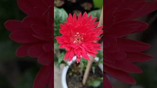 Red Gerbera flower ❤️trending viralvideo youtubeshorts shorts [upl. by Amzaj]