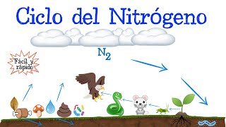 ♻️ Ciclo del Nitrógeno 💭 Fácil y Rápido  BIOLOGÍA [upl. by Eisenberg]