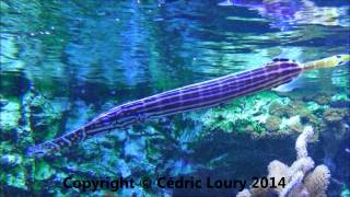 Aulostomus chinensis  Linnaeus 1766 HD  Poissontrompette  Aquarium Porte Dorée  052014 [upl. by Avraham]