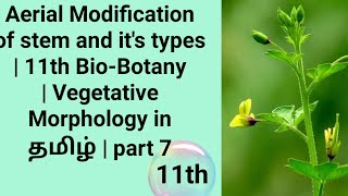 Aerial Modification of stem  11th BioBotany  Vegetative Morphology in தமிழ்  part 7 [upl. by Ettezel]