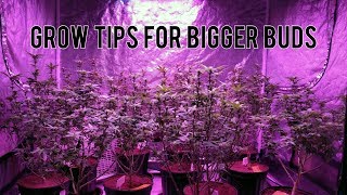 GROW BIGGER BUDS LEAF STRIPPING BEFORE amp AFTER RESULTS TOPPING AND TRANSPLANTING CANNABIS [upl. by Gleason]