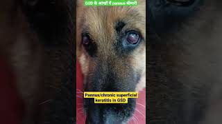 Pannuschronic superficial keratitis in GSD Ocular condition in GSDdrrbkushwaha [upl. by Aleacin]