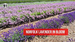 Norfolk Lavender [upl. by Riehl957]