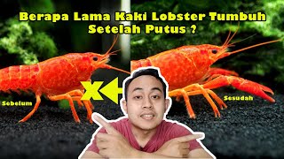 Pertumbuhan Kaki Lobster Setelah Putus [upl. by Artiek]