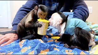 Capuchin Monkeys Sharing [upl. by Elleinnad]