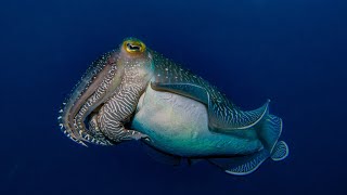 Cuttlefish Incredible Color Transformation 4K cuttlefish [upl. by Maeve]