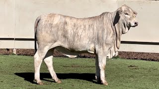 JampJ Cattle Co Auction Lot 3 White Tiger Replacement Heifer [upl. by Delmore656]