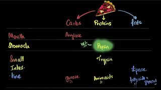 Human digestive system  Life processes  Class 10 Biology  Khan Academy [upl. by Ahsocin]