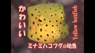 ミナミハコフグ 幼魚 水中映像 かわいい Yellow boxfish 大人気 アイドル [upl. by Adiela]