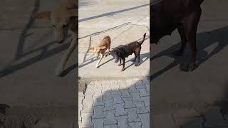 Cute street dog wel come my house 🏡cute dogs youtubeshorts [upl. by Duthie308]