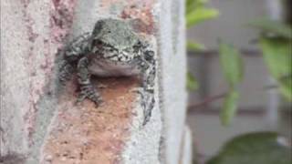 Frog eats an earwig wipes his mouth smiles at the camera [upl. by Dennard943]