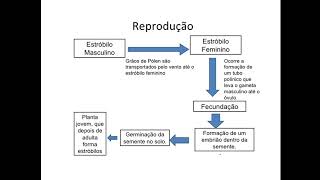 CICLO REPRODUTIVO PINHEIRO [upl. by Yevette]