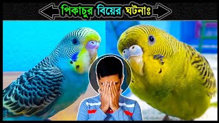 বিয়ে পাগলী পিকাচুর বিয়ের ঘটনা 🔥 Jactok পাখি ভাইয়া [upl. by Gona]