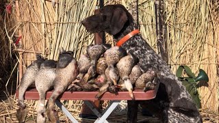 Duck hunting with my German Shorthair Pointer [upl. by Siekram]