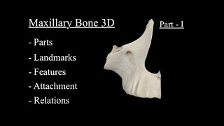 Maxillary Bone 3D Anatomy Part 1 Osteology Parts Landmarks amp Features  Maxilla Bone Anatomy 3D [upl. by Ermine]