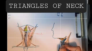 Anatomy of Triangles of Neck  Anterior amp Posterior triangles of Neck [upl. by Githens]