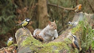 Videos für Katzen Zum Spielen  Eichhörnchen und Vögel im Wald [upl. by Darrin]