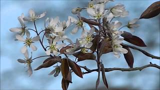 Amelanchier lamarckii [upl. by Monti]