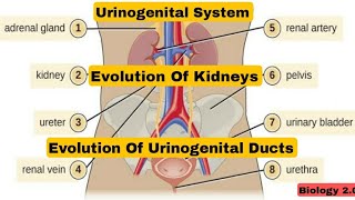 Urinogenital System  Evolution Of Kidneys amp Urinogenital Ducts [upl. by Ahasuerus220]