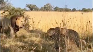 1 Adult Male attacked 3 Young Males  Lion Warfare  Epic Battle [upl. by Tera]