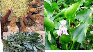 Mix chicken feed from water hyacinth  effects of ACACIA MANGIUM plant on chickens  Chicken Farm [upl. by Tisha368]