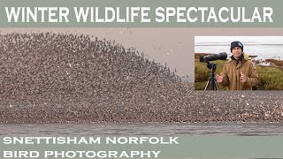 Snettisham Wader Spectacular [upl. by Vince]