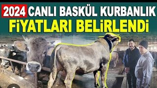 KURBANLIKLARIMIZ GELDİ2024 KURBANLIK FİYATLARI NE KADARKURBANLIKLAR [upl. by Henryson]